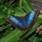 Morpho deidamia polybaptus y  Danaus plexippus