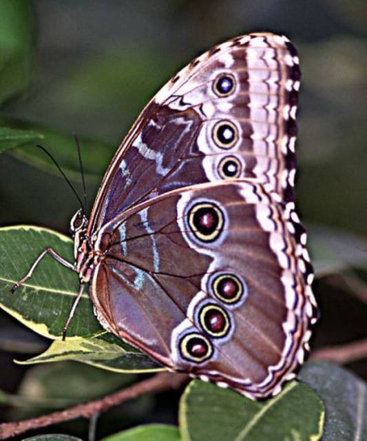 Morpho