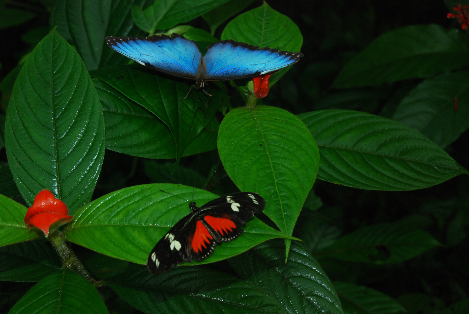 Morpho et Papillon Facteur