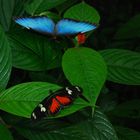 Morpho et Papillon Facteur