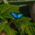 Morpho Falter