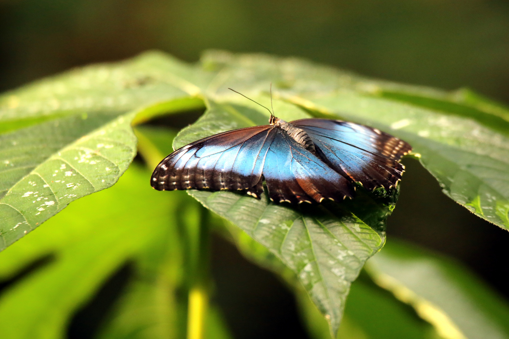 Morpho Falter