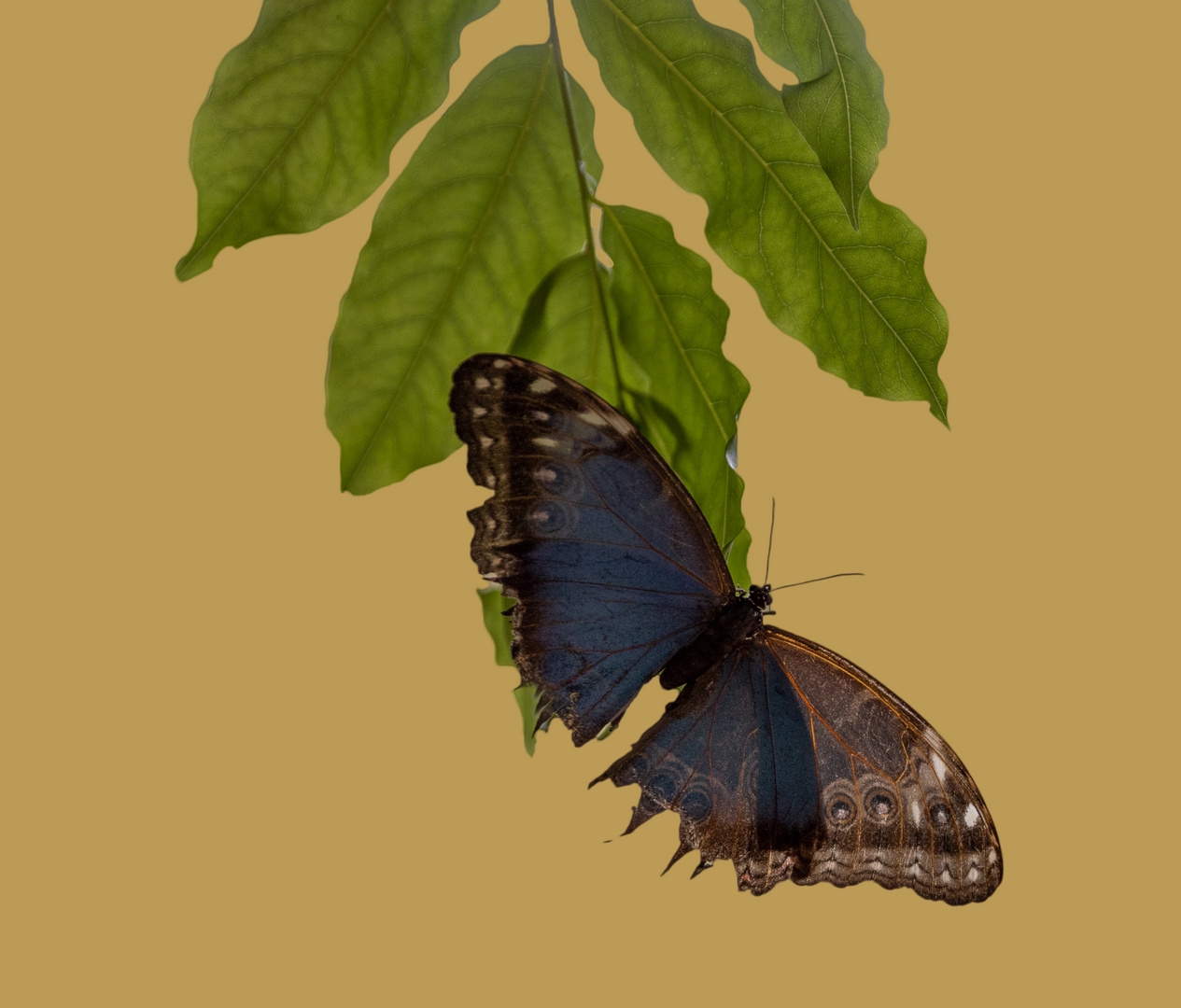 Morpho Falter (Morpho peleides)