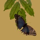 Morpho Falter (Morpho peleides)