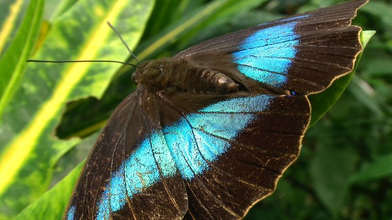 Morpho front