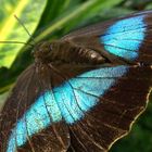 Morpho front