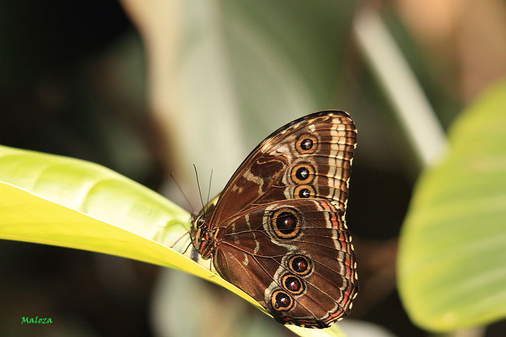 Morpho granadensis.