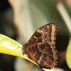 Morpho granadensis.