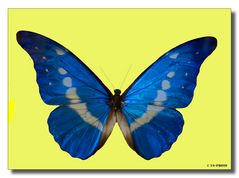 Morpho Helena