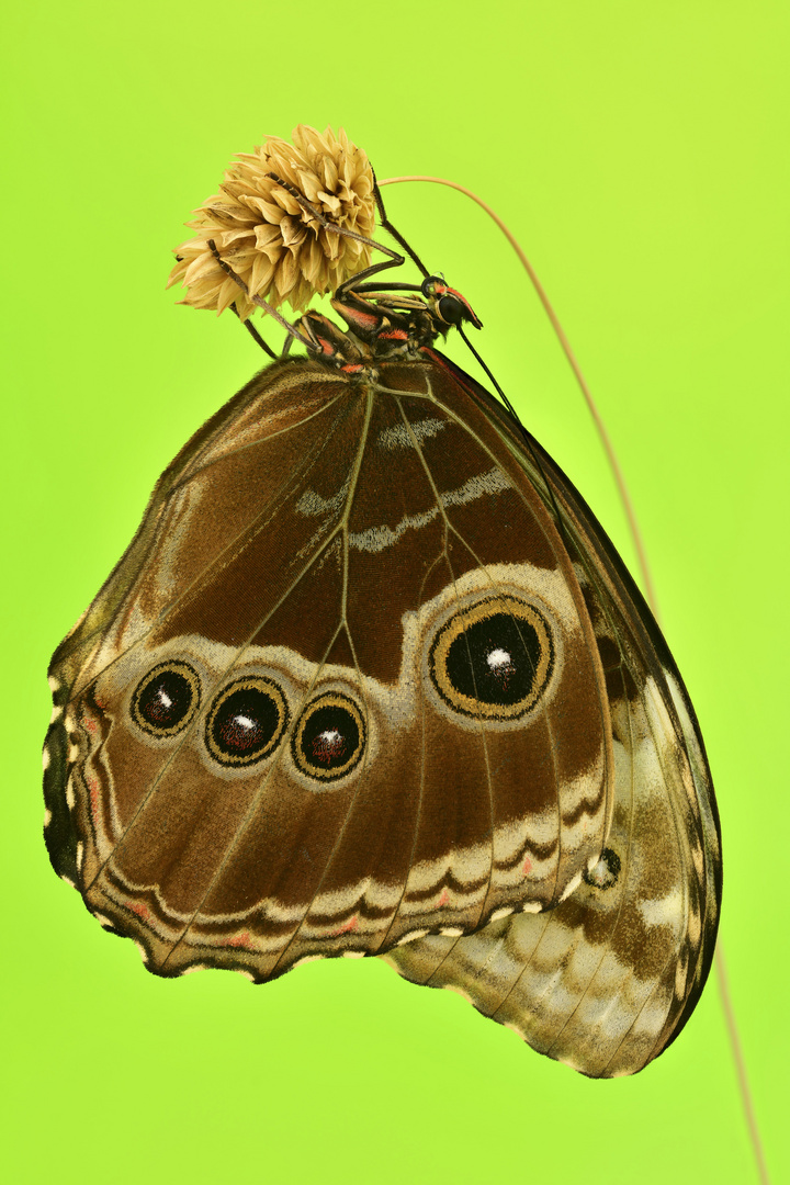 Morpho helenor #2