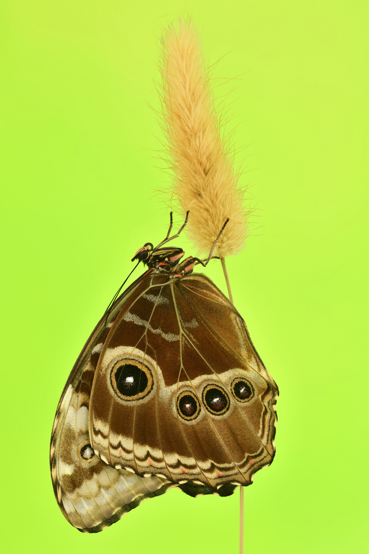 Morpho helenor #3