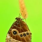 Morpho helenor #3