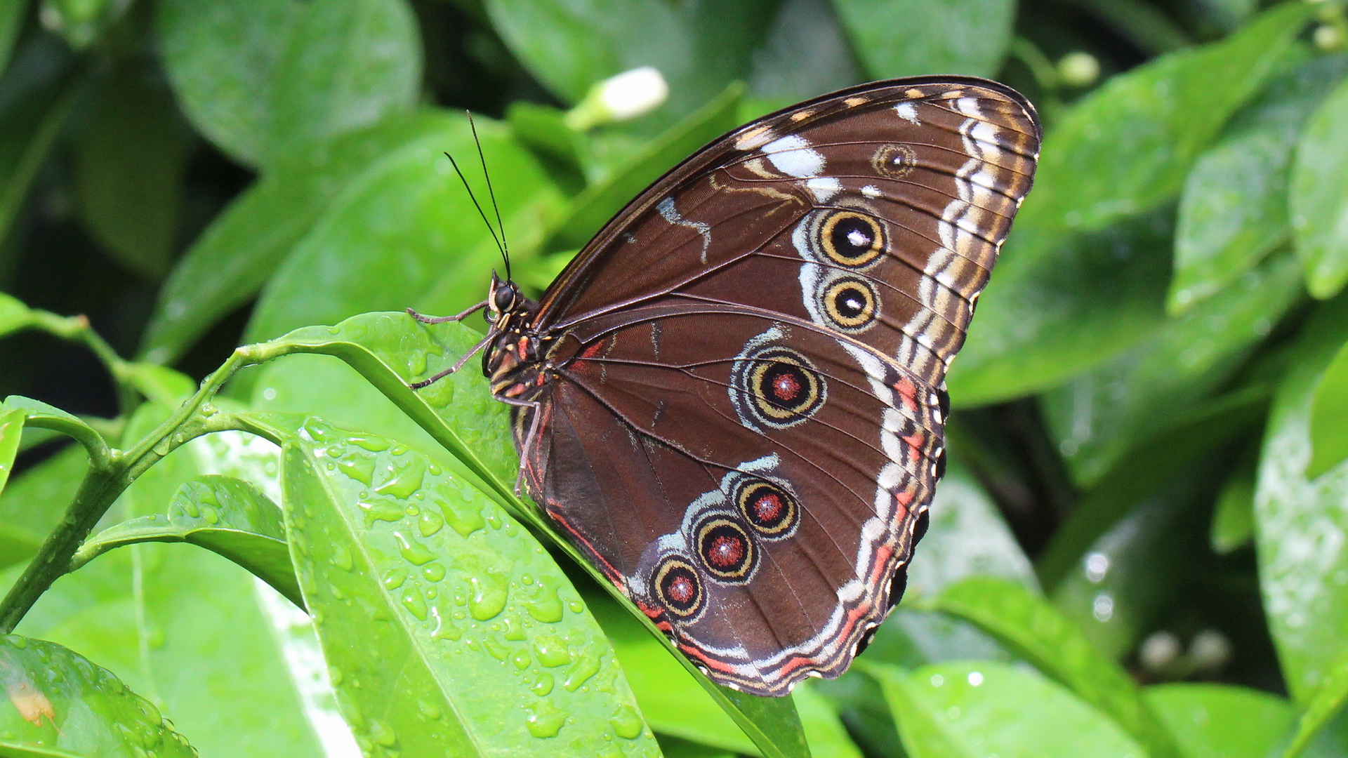 Morpho helenor