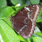 Morpho helenor