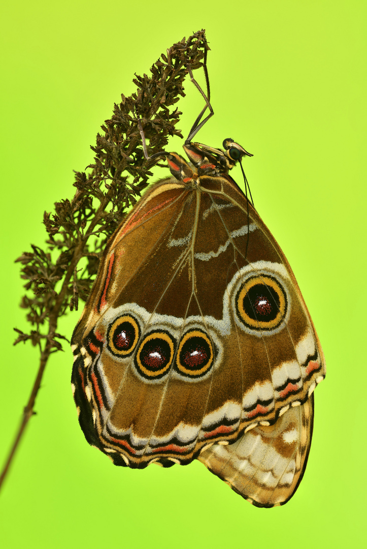 Morpho helenor 