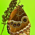 Morpho helenor 