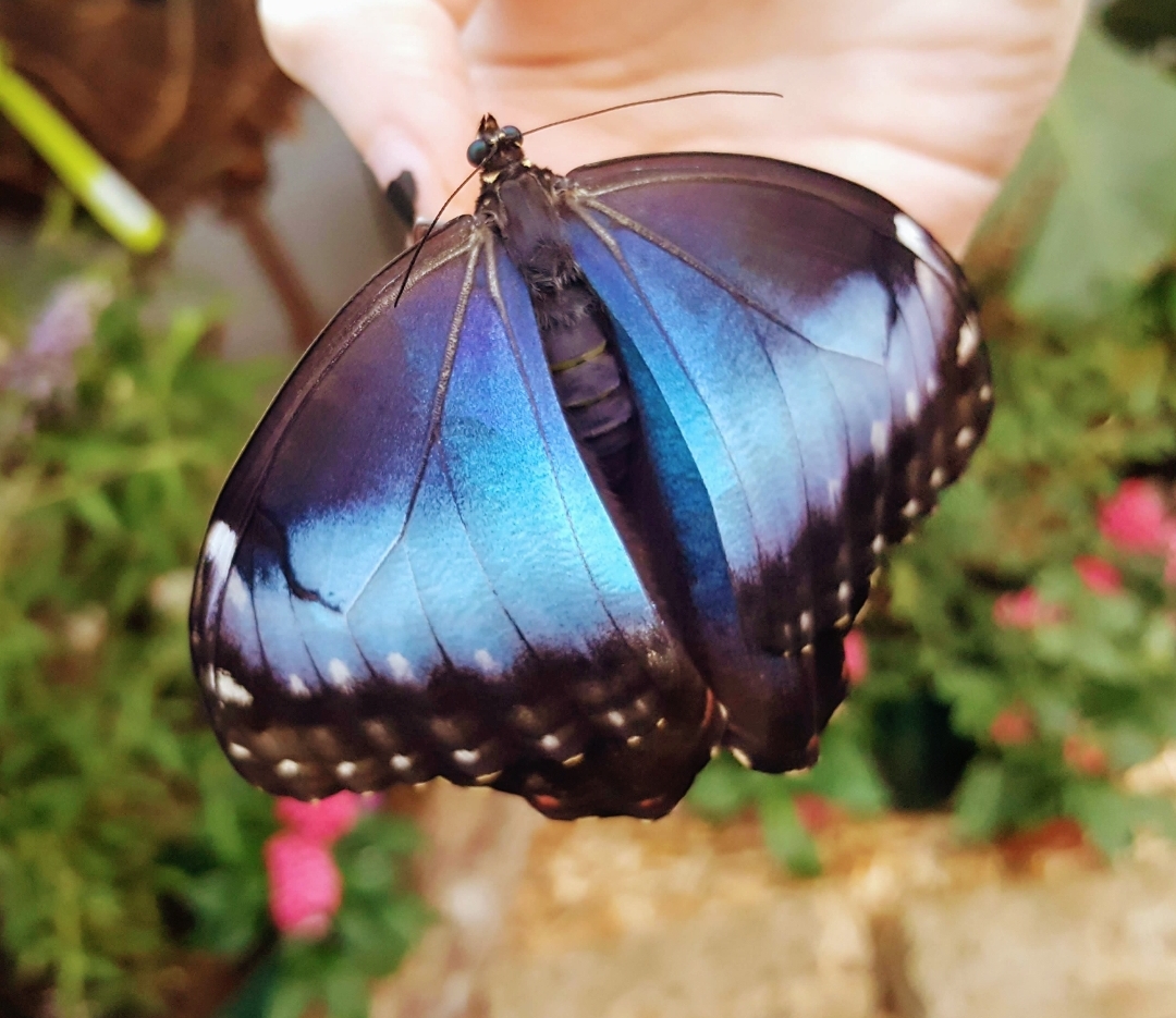 Morpho helenor peleides 