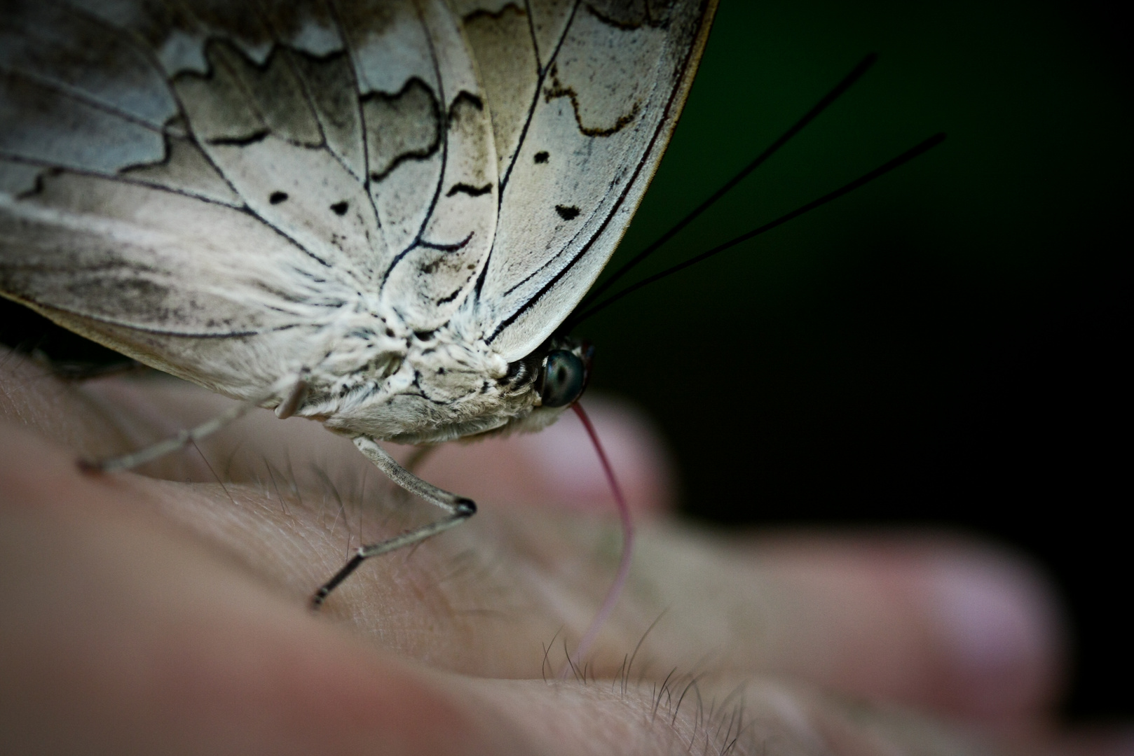 Morpho II