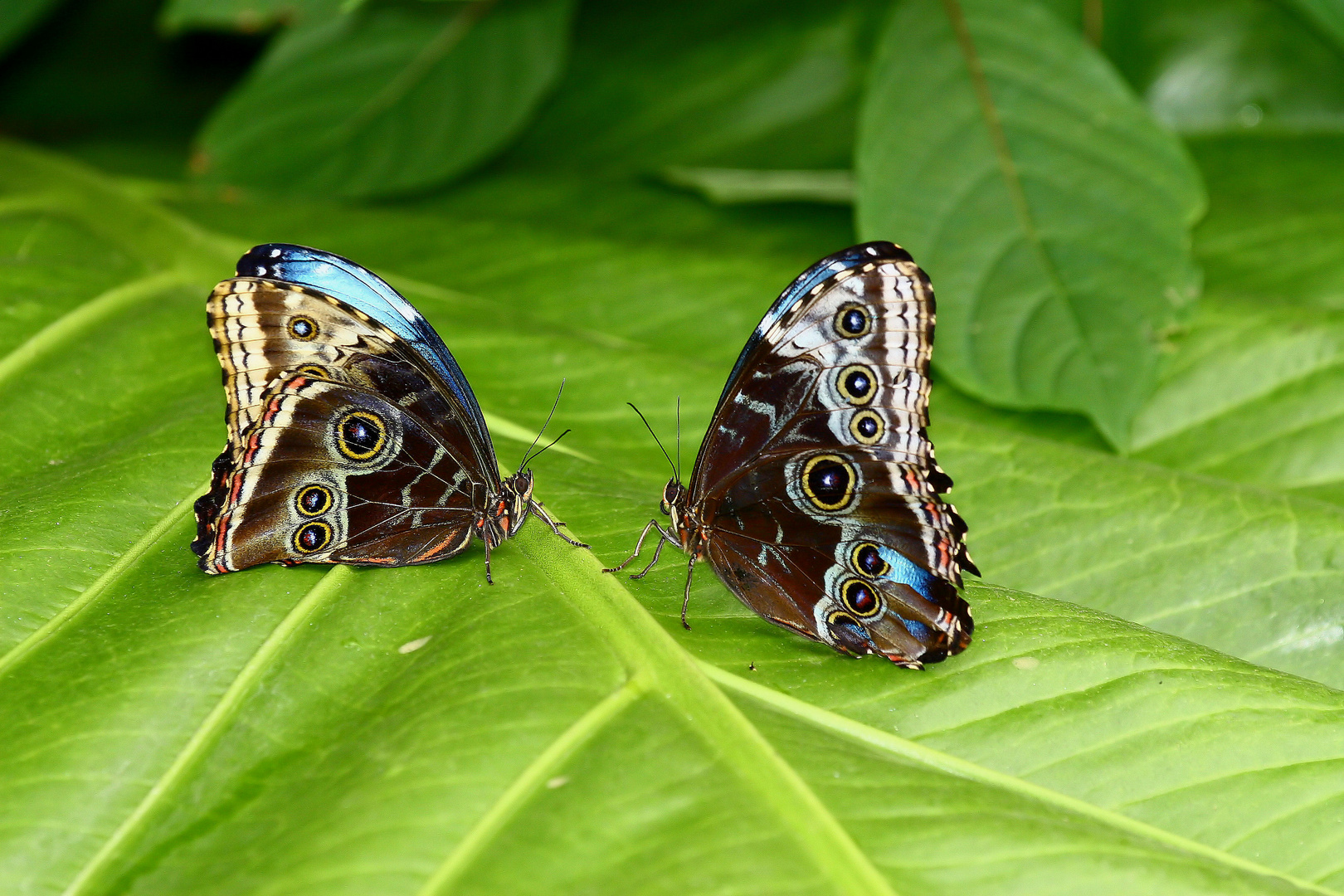 morpho im doppelpack