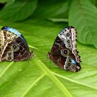 morpho im doppelpack