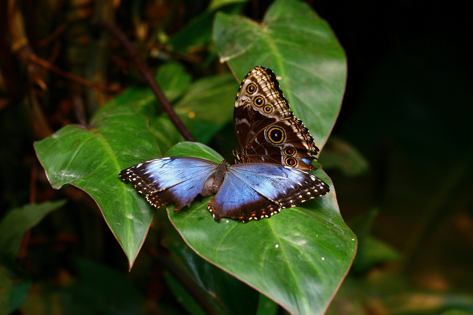 morpho im doppelpack