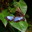 morpho im doppelpack