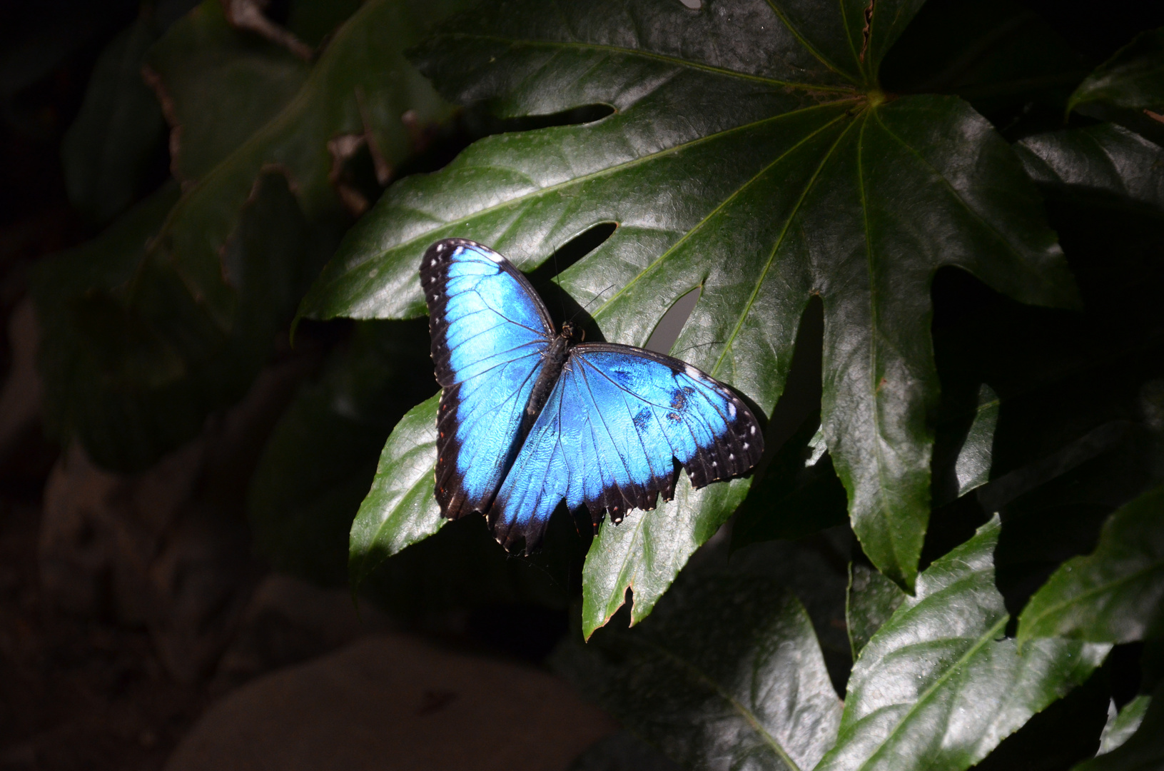 Morpho im Sonnenschein