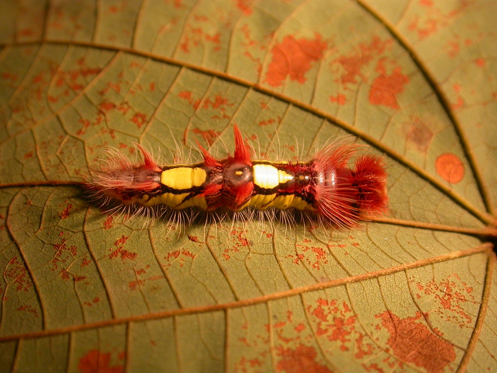 Morpho Larva