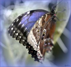 Morpho mal anders