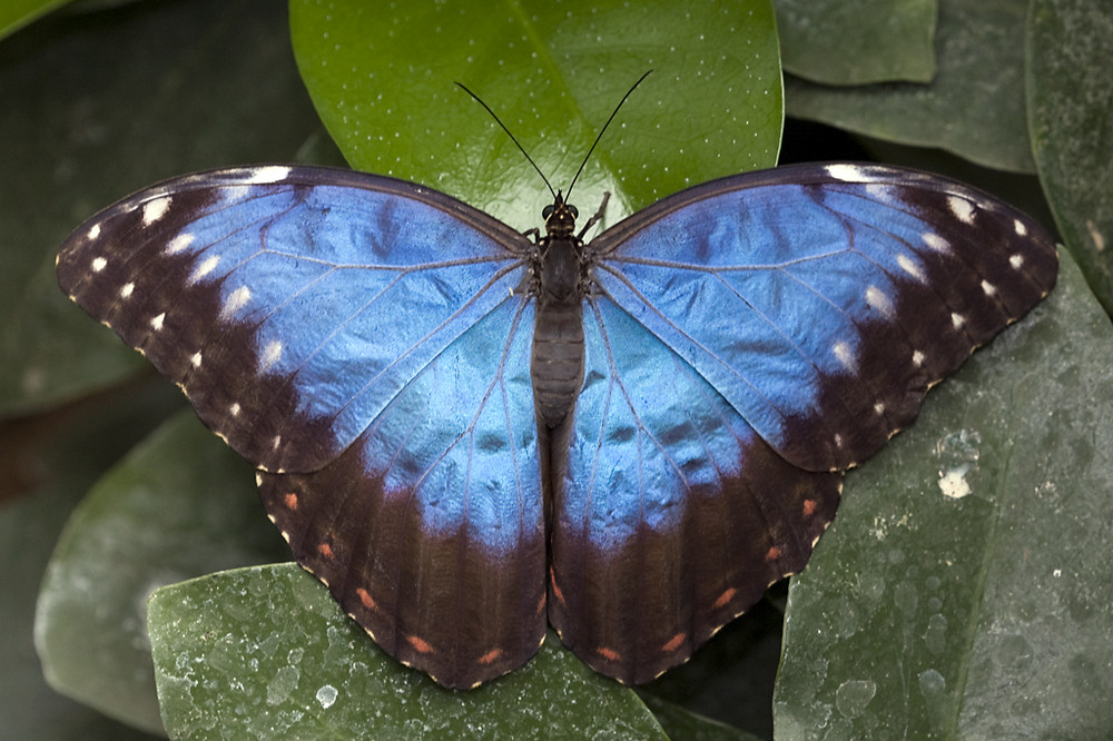 Morpho menelaus