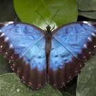 Morpho menelaus