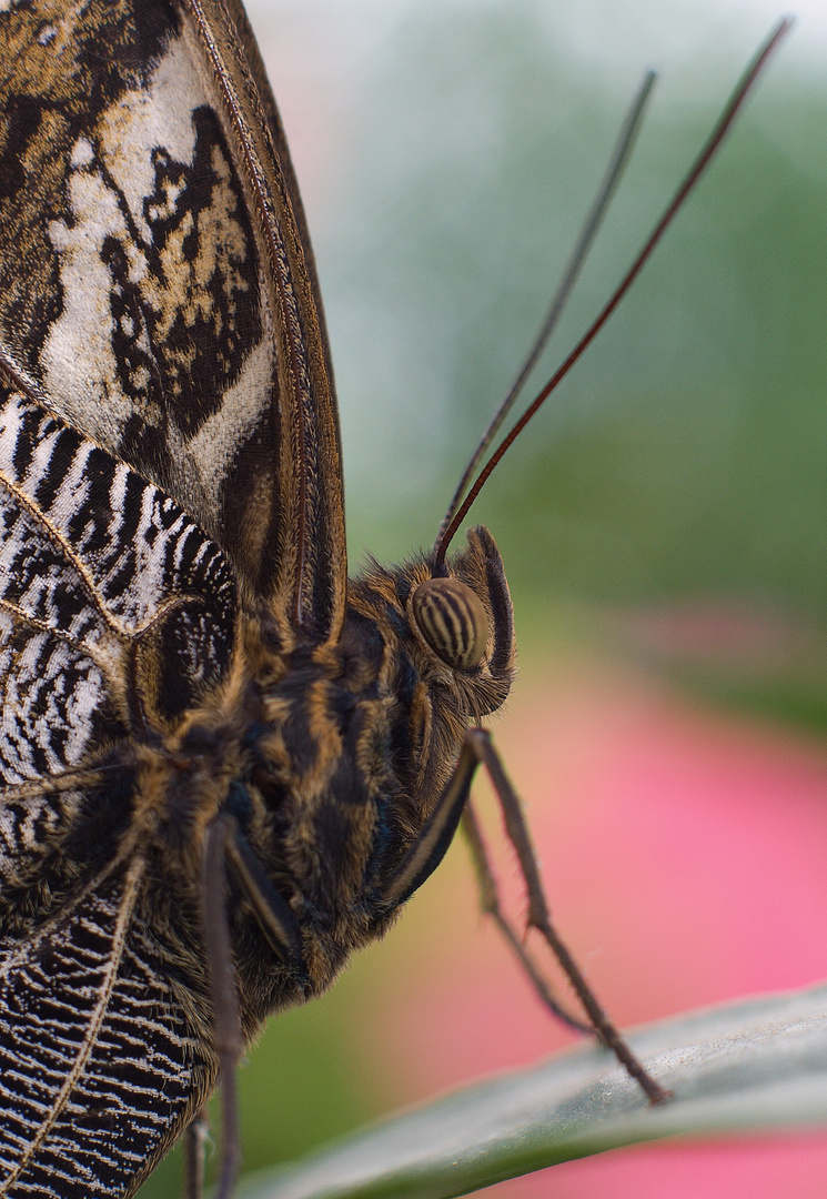 Morpho menelaus