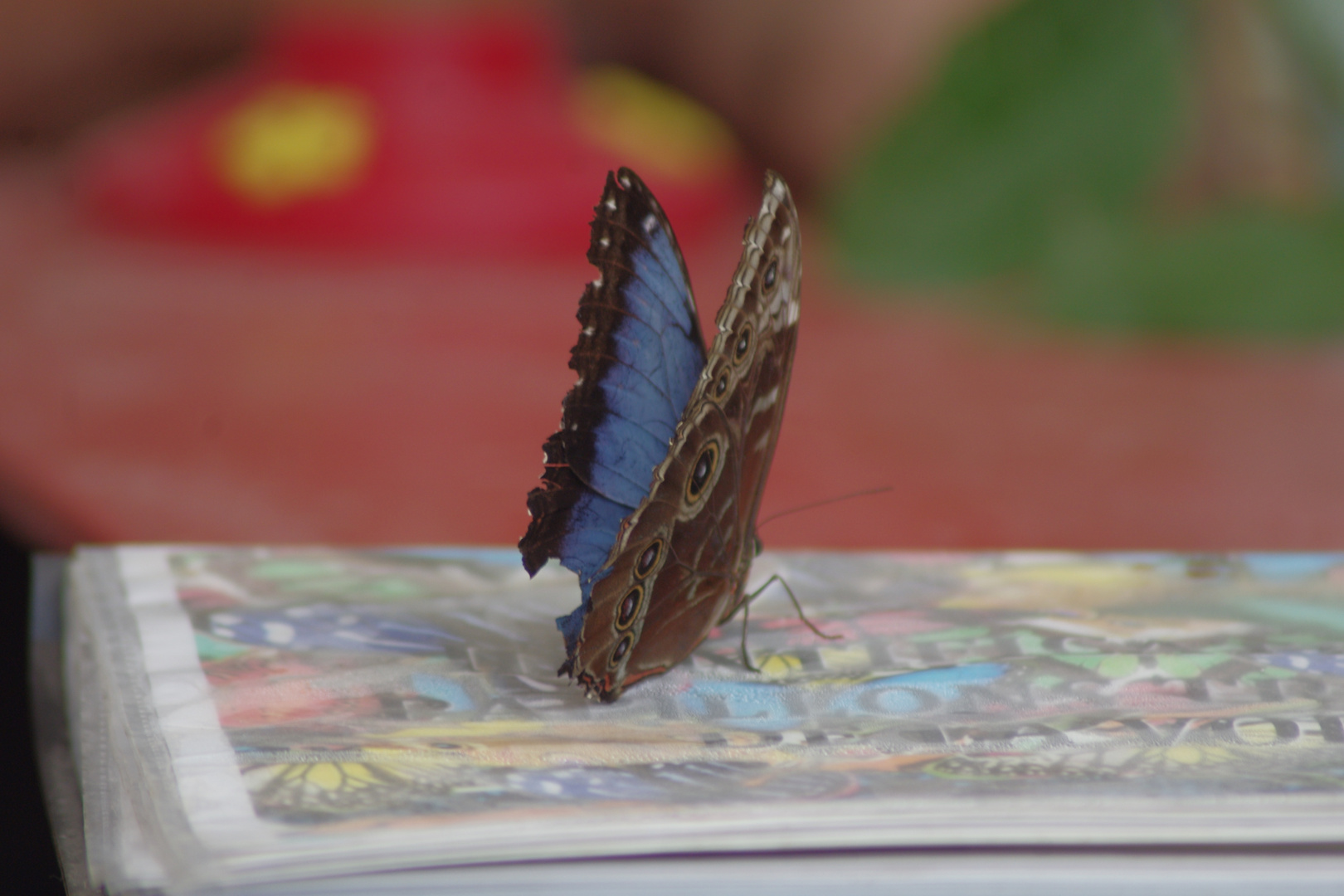 Morpho Menelaus Didius