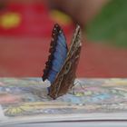 Morpho Menelaus Didius