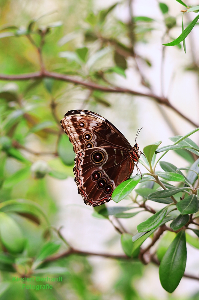 Morpho oder Himmelsfalter