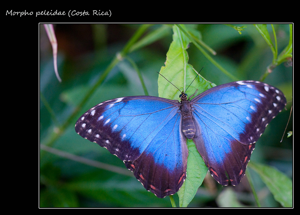 Morpho peleidae