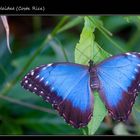 Morpho peleidae