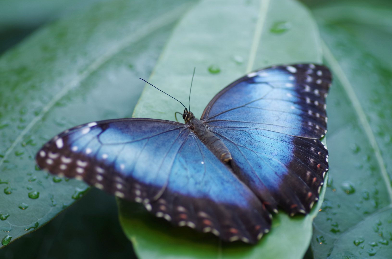 Morpho peleides