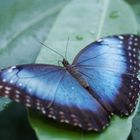 Morpho peleides