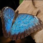 Morpho peleides