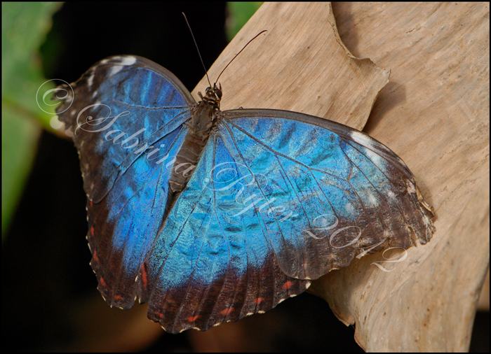 Morpho peleides