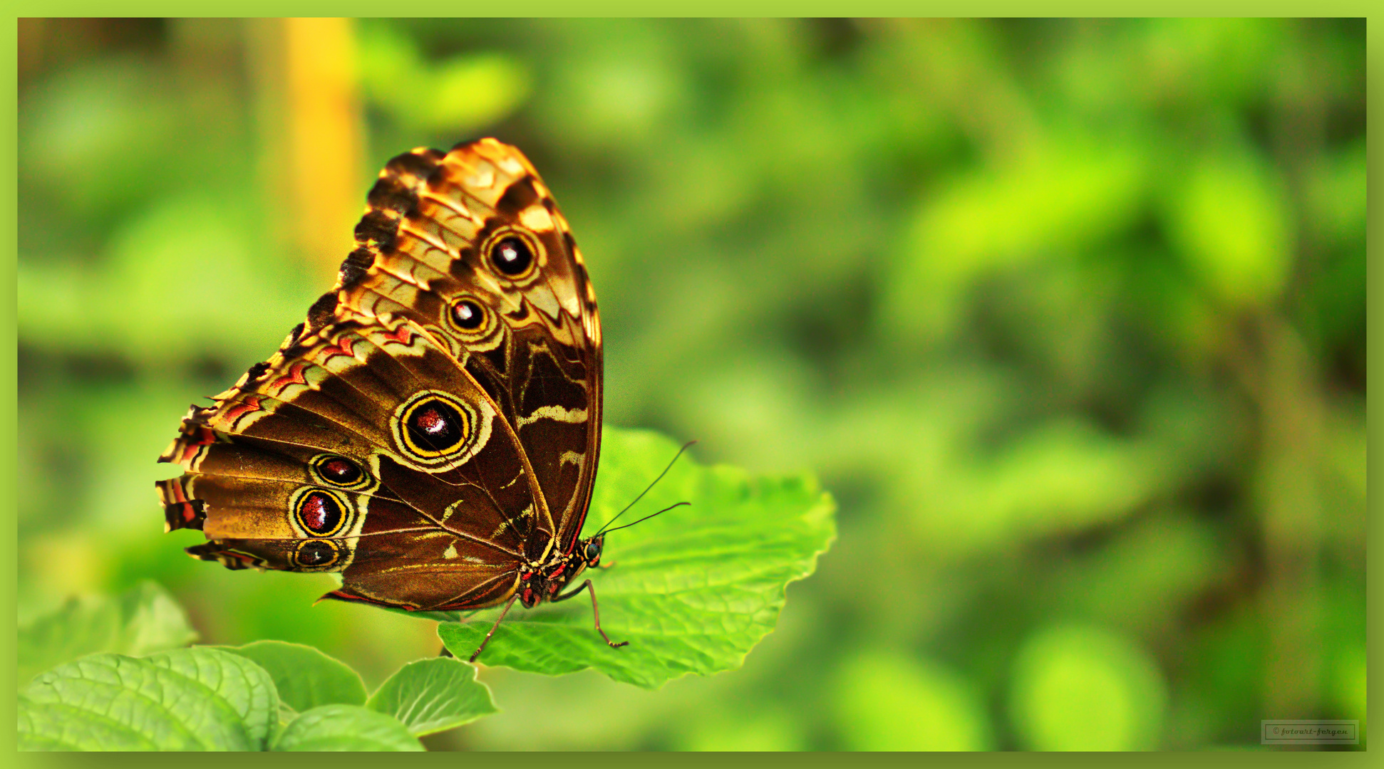 Morpho peleides