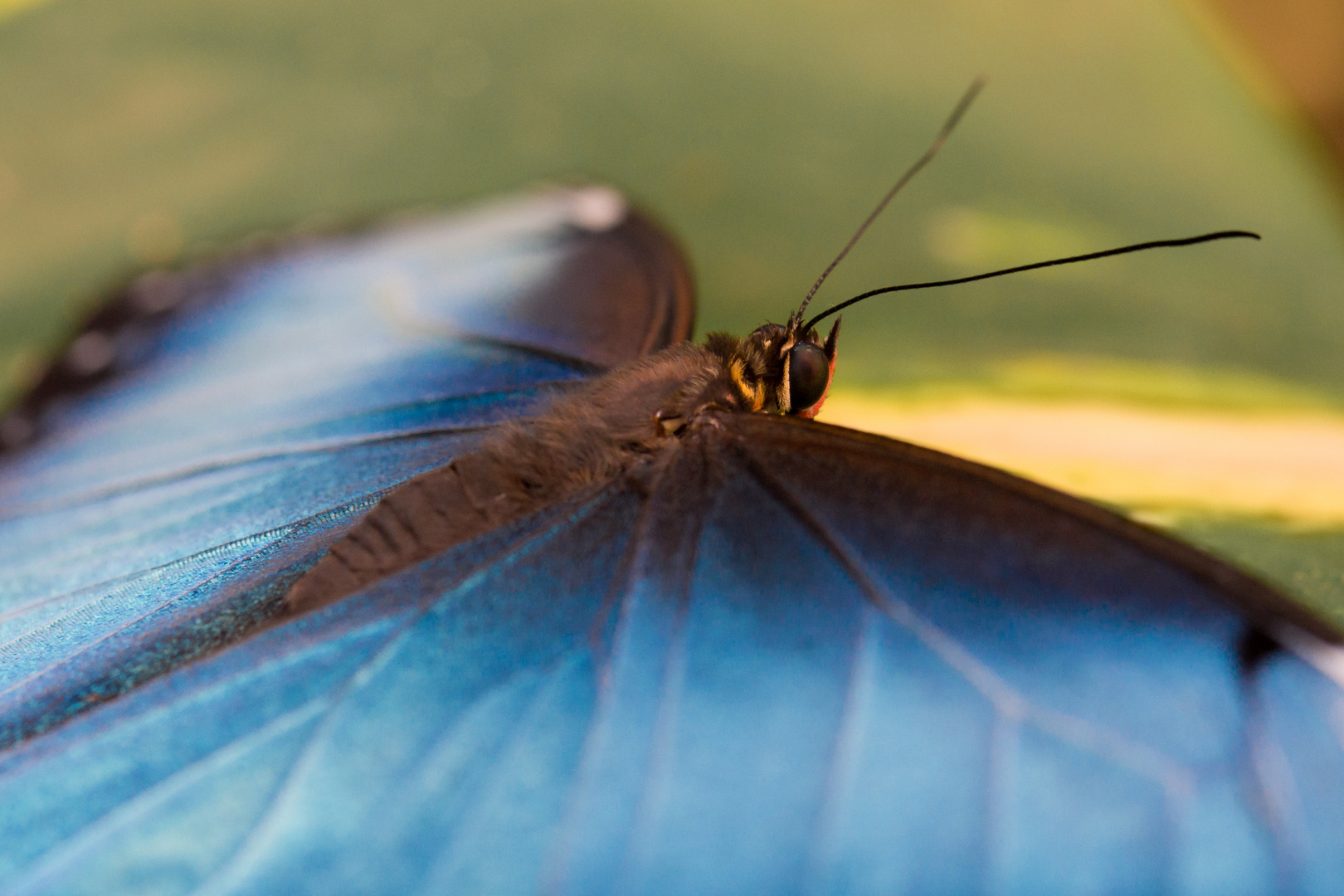 morpho peleides