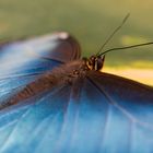 morpho peleides