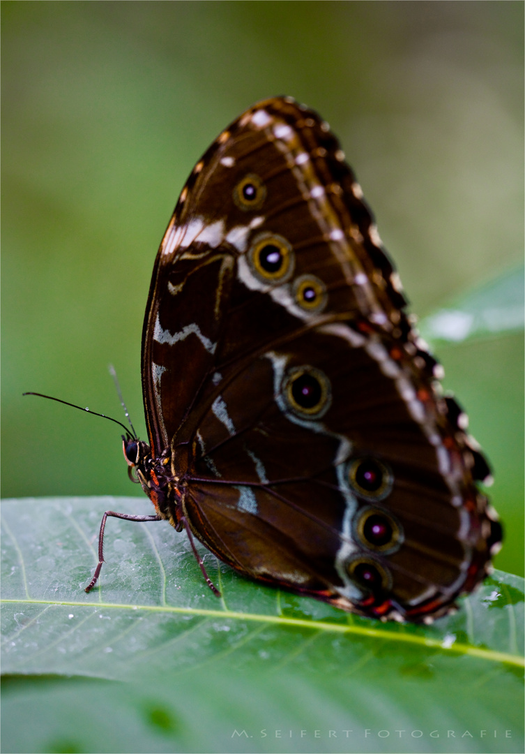 Morpho Peleides