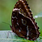 Morpho Peleides