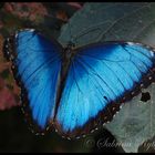 Morpho peleides (2)