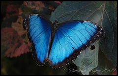 Morpho peleides (2)