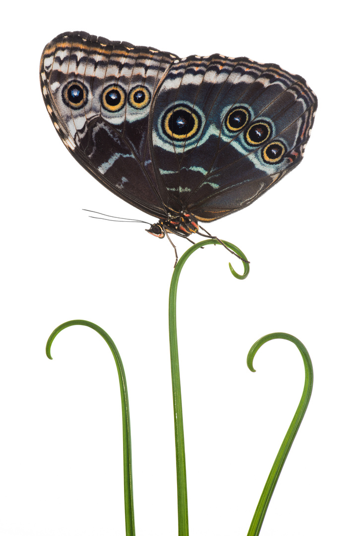 Morpho peleides