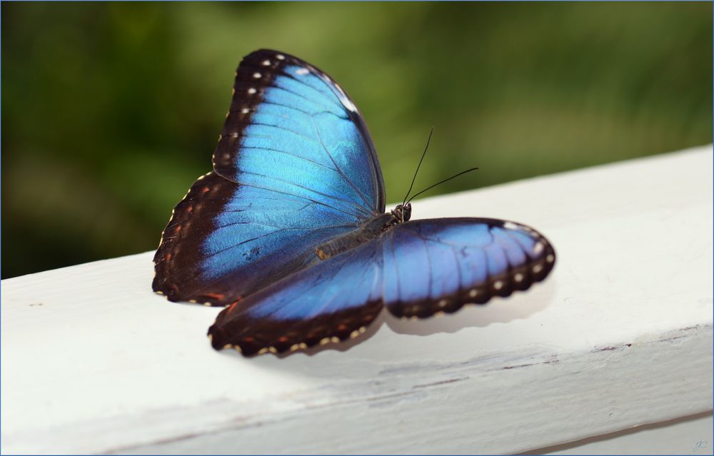 Morpho peleides